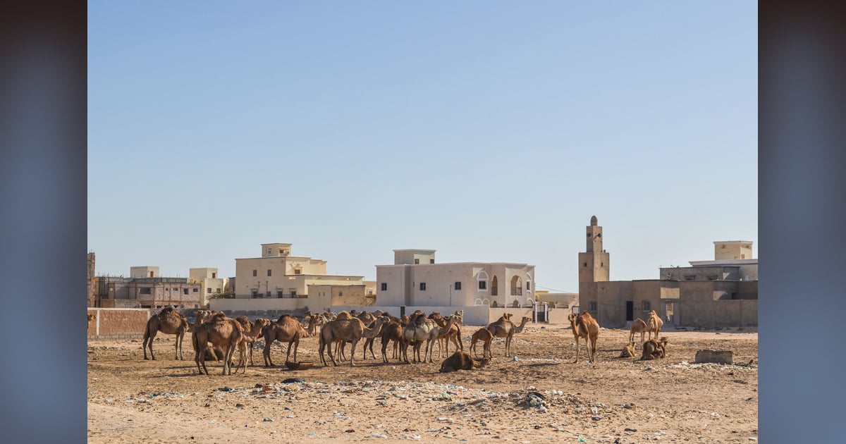 Several buildings are brightly illuminated in the desert sun. Some camels are milling about in the sand.