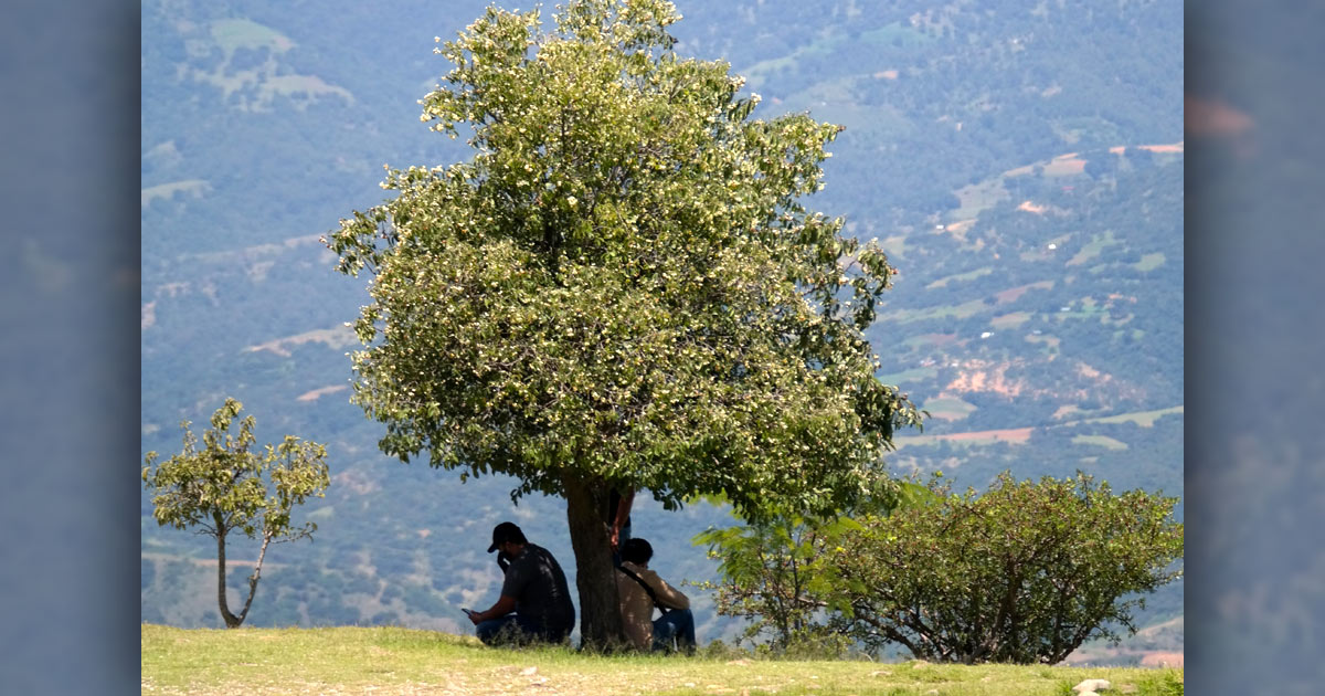Two men sitting under a tree Two men sitting under a tree