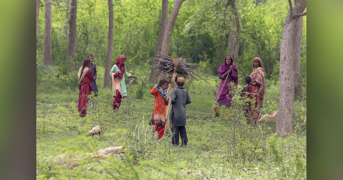 People are gathering wood. There are trees all around them.
