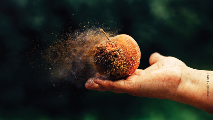 A hand catching a rotten apple