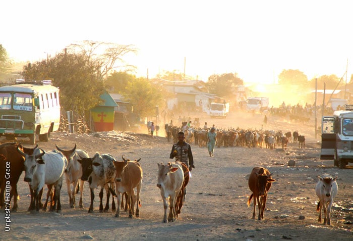 A dusty street in Ethiopia is filled with cattle being led through what appears to be a residential area. A dusty street in Ethiopia is filled with cattle being led through what appears to be a residential area.