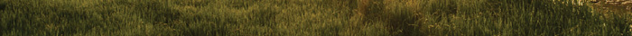 grass grass