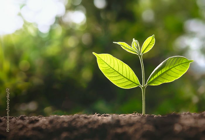 A seedling is brightly lit by sunshine. A seedling is brightly lit by sunshine.