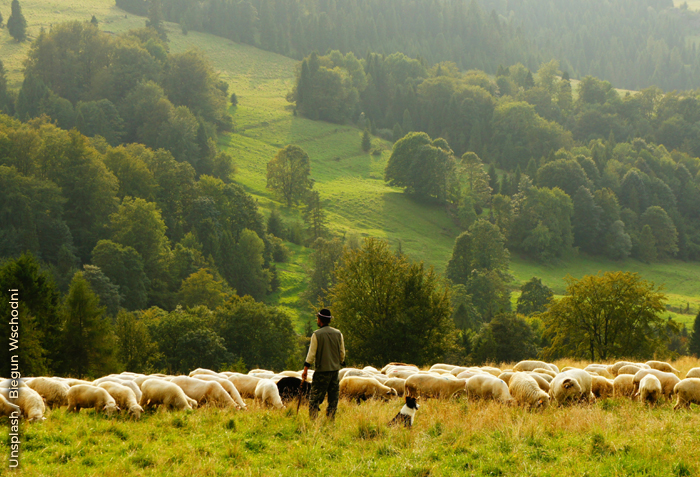 A shepherd is watching over his sheep on a hillside. A shepherd is watching over his sheep on a hillside.