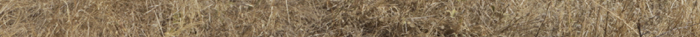 Decorative border Decorative border